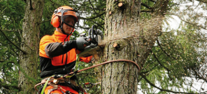 A Branch Walkers tree surgeon carrying out precision tree work in full safety gear